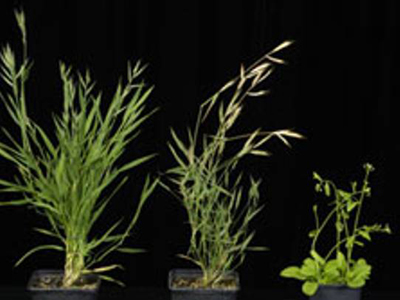 Αγριόχορτο … νικά τον καρκίνο